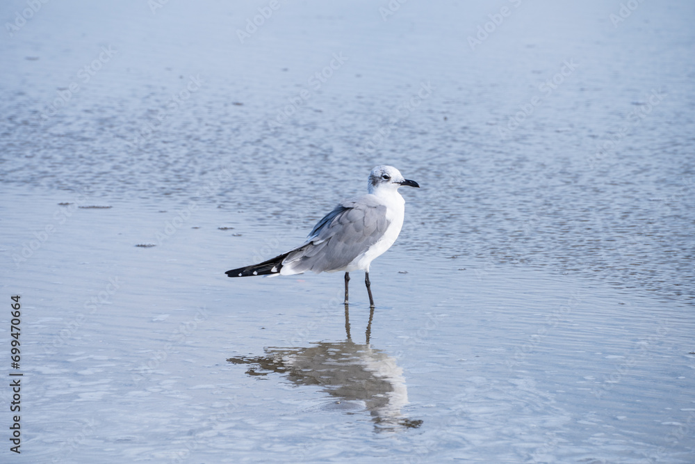 Fototapeta premium Common tern