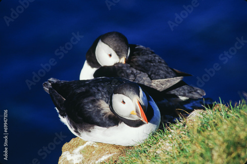 The Puffin is a short and stocky diving sea bird about 12 inches in length with black on its uppersides and white on its chest and belly and triangular parrot-like bill that is bright red and yellow. photo