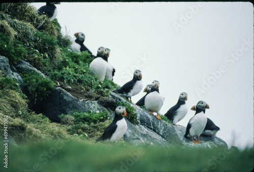 The Puffin is a short and stocky diving sea bird about 12 inches in length with black on its uppersides and white on its chest and belly and triangular parrot-like bill that is bright red and yellow. photo