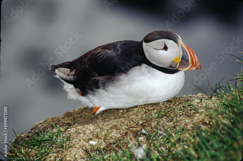 The Puffin is a short and stocky diving sea bird about 12 inches in length with black on its uppersides and white on its chest and belly and triangular parrot-like bill that is bright red and yellow. photo