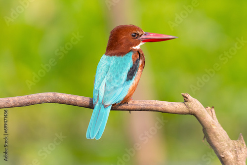 A white breasted kingfisher perching on a branch
