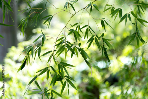 Background of green bamboo leaves