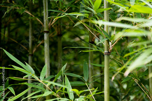 Background of green bamboo forest