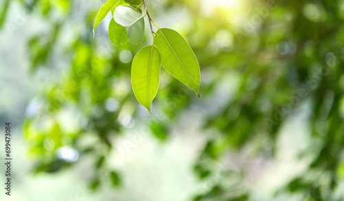 Fototapeta Naklejka Na Ścianę i Meble -  Background of fresh green leaves