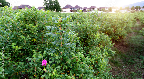 Fototapeta Naklejka Na Ścianę i Meble -  Background of beautiful rose fields