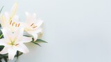 White lily flower on matching background with copy space - beauty spa wellness natural cosmetics concept