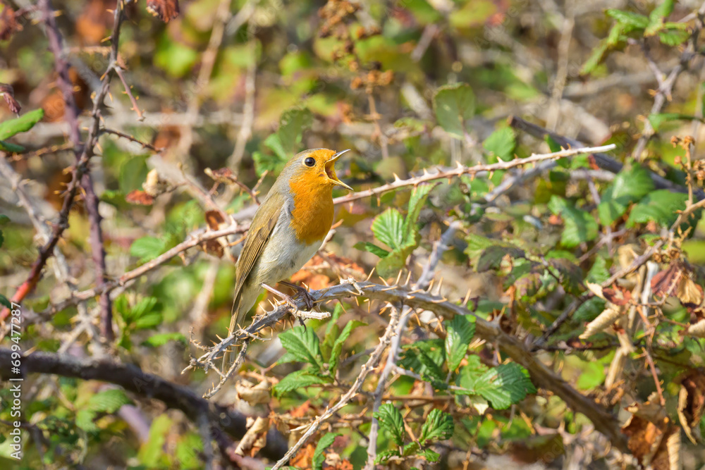 A European Robin sitting on a bush A European Robin sitting on a bush