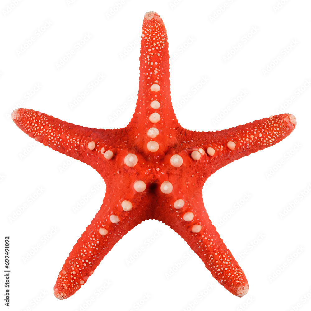 starfish - isolated on white background starfish - isolated on white background