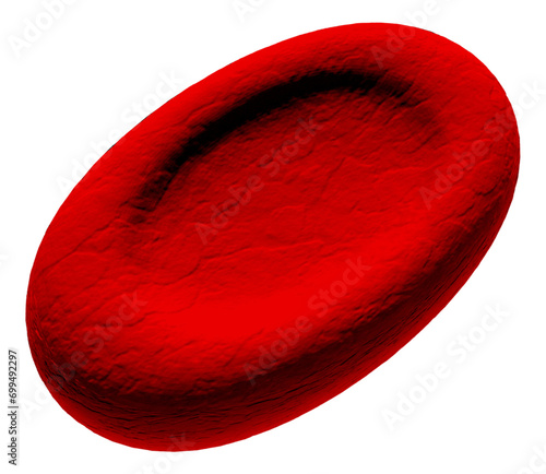 Ovalocyte abnormal red blood cell, illustration photo