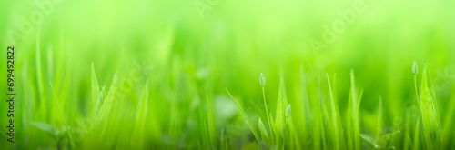 Natural green grass banner background. Soft focus, copy space