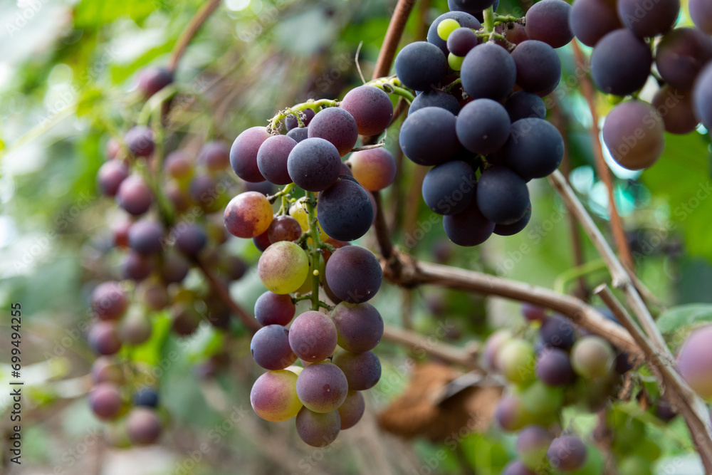 Purple grapes on the vine
