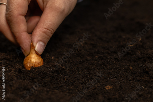 Spring planting of onion bulbs in a garden bed in black soil. Close-up. Advertising for the ecological cultivation of onion vegetables in the garden without the use of pesticides. Planting onions.