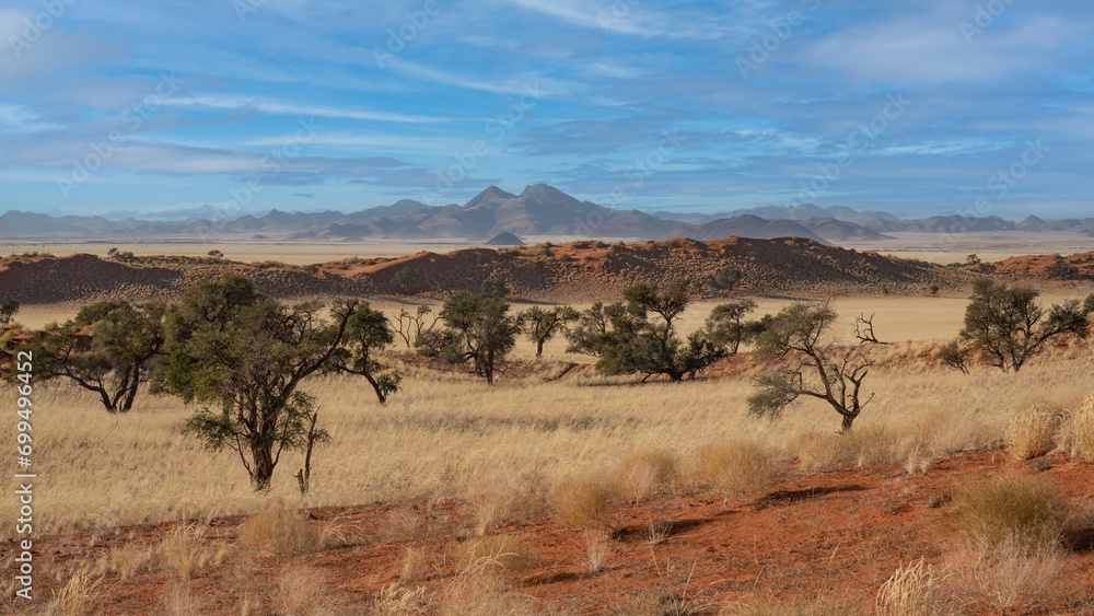 huge sand dunes in the Namib Desert with trees in the foreground of Namibia huge sand dunes in the Namib Desert with trees in the foreground of Namibia