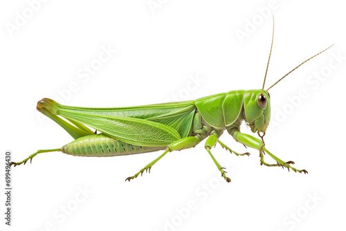 Top side closeup macro view of beautiful Grasshopper isolated on white background PNG photo