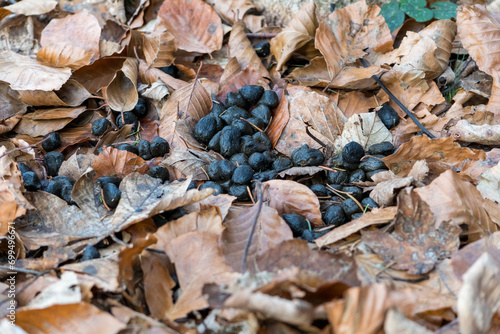 Wallpaper Mural Roe Deer Droppings in a Italy Forest on a Background with dry Leaves. Fresh Manure of European Roe Cervine (Capreolus capreolus) in the Greenwood. Doe Scat in a Grove. Roe Hart Excrement in the Wood. Torontodigital.ca