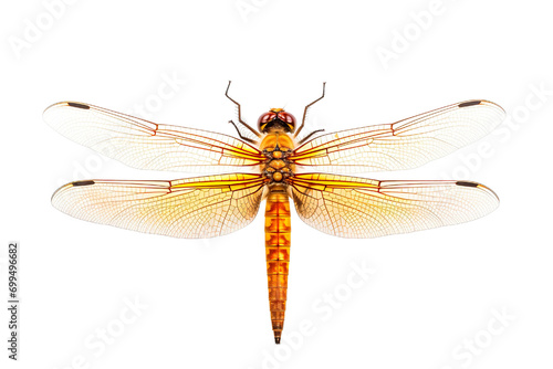 Top side closeup macro view of beautiful dragonfly isolated on white background PNG © JetHuynh