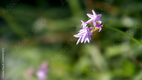 Tulbaghia violacea flowers blossom in the garden