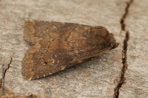 Closeup of the brown rustic, Charanyca ferruginea sitting on a piece of wood in the garden photo