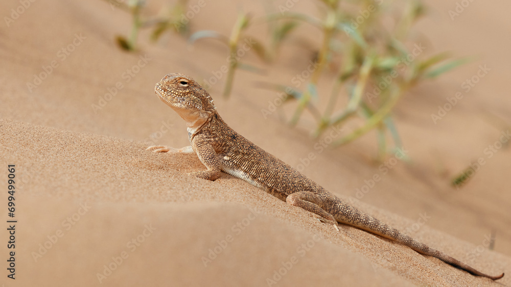 Naklejka premium Toad-headed agama, Phrynocephalus mystaceus. Calm desert roundhead lizard on the sand in its natural environment. A living dragon of the desert Close up. incredible desert lizard
