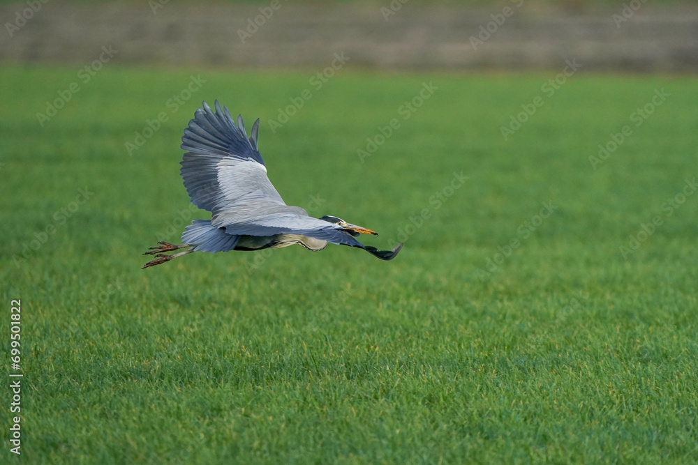 Beautiful gray heron bird in flight against a green grass background. Insect in its beak in a natural background, grass Beautiful gray heron bird in flight against a green grass background. Insect in its beak in a natural background, grass