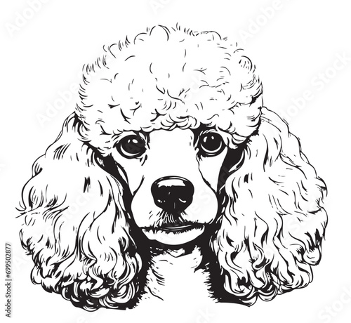 Cute poodle head dog sketch hand drawn in graphics Animals pets Vector illustration