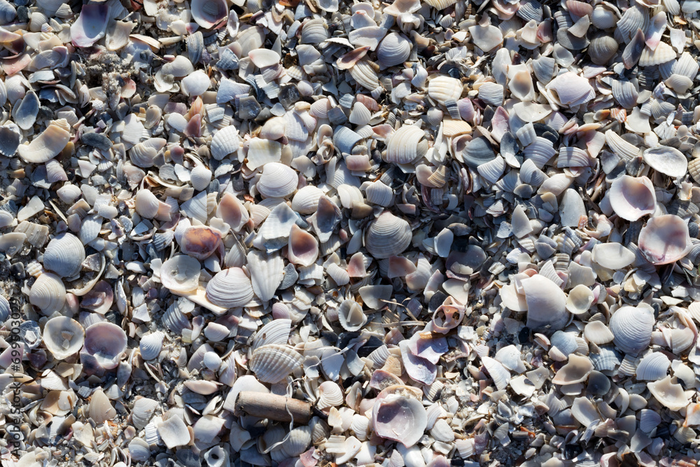 Natural background of broken seashells on beach
