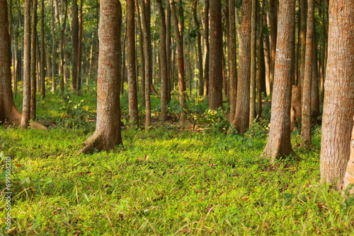 Trees in the forest at sunset  closeup of photo.