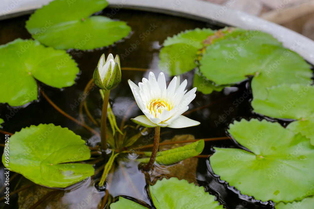 Beautiful waterlily or lotus flower with green leaves Beautiful waterlily or lotus flower with green leaves