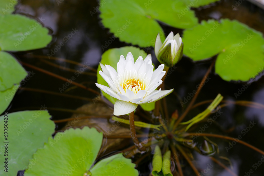 Beautiful waterlily or lotus flower with green leaves Beautiful waterlily or lotus flower with green leaves