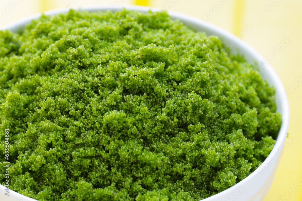Wolffia globosa or swamp algae, water meal Wolffia globosa or swamp algae, water meal