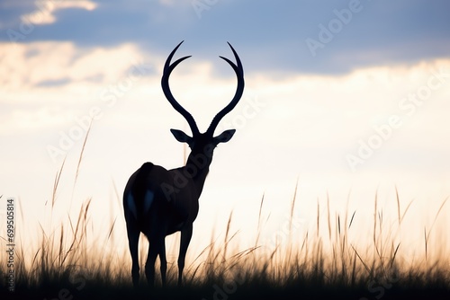 sable antelope standing in open savanna  horns silhouetted against sky