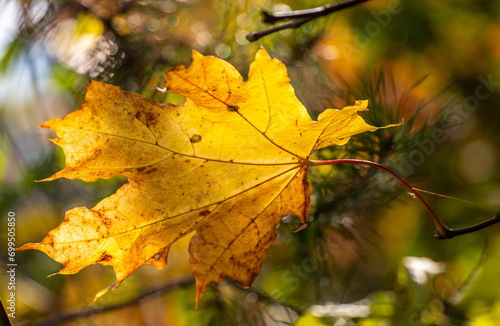 Yellow autumn leaves close-up against the sky, autumn landscape