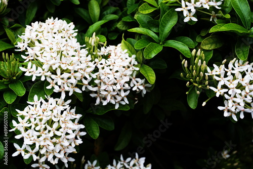 Close up of white spike flower bouquet on nature background photo