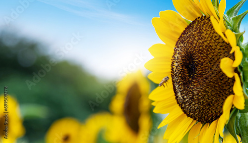 Honey bee working on sunflower