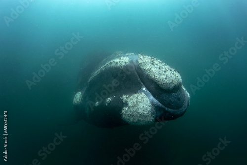 Photography Southern right whale near the surface in Argentina