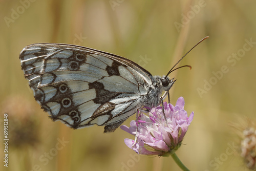 Closeup on a marbled white butterfly, Melanargia galathea on a purple Knapweed flower © Henk