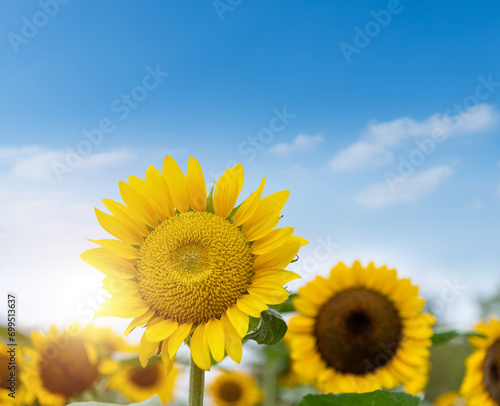 Blooming sunflowers under blue sky