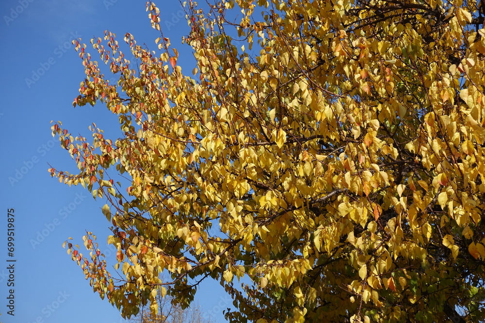 Unclouded blue sky and autumnal foliage of apricot tree in October Unclouded blue sky and autumnal foliage of apricot tree in October
