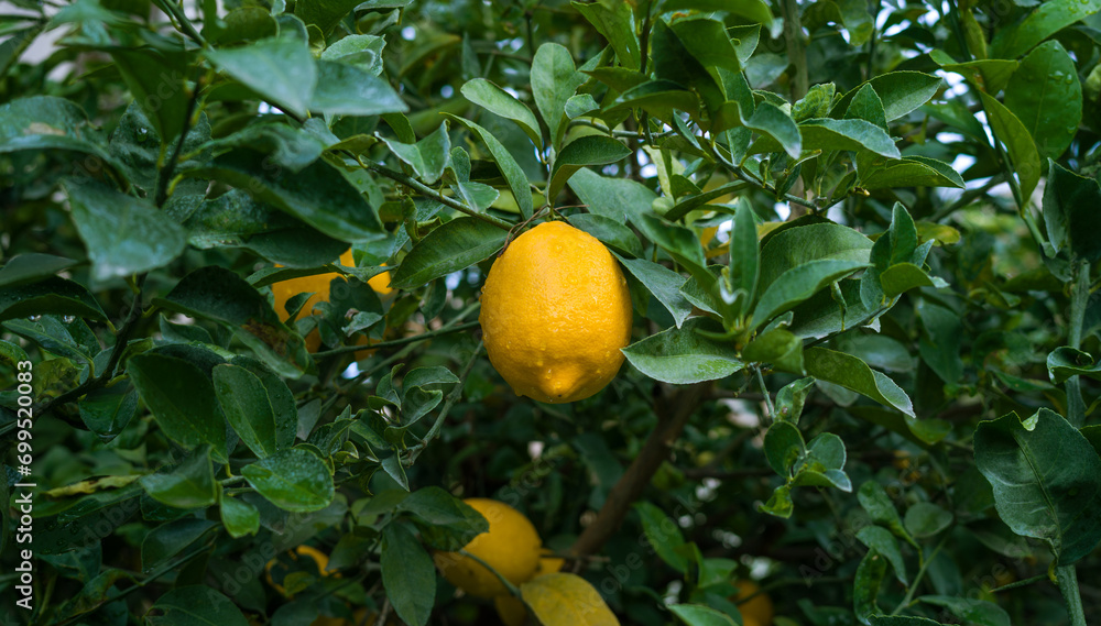 Ripe Lemon hanging on tree