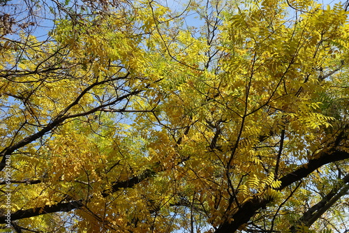 Green and yellow autumnal foliage of Sophora japonica in October