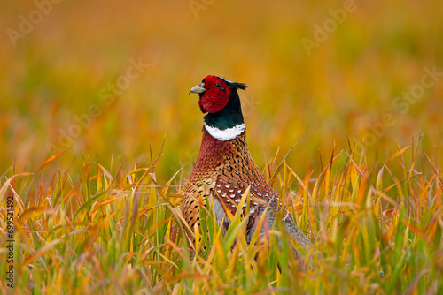 Pheasant in colourful field photo