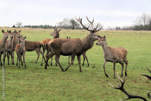 A view of a Herd of Red Deer