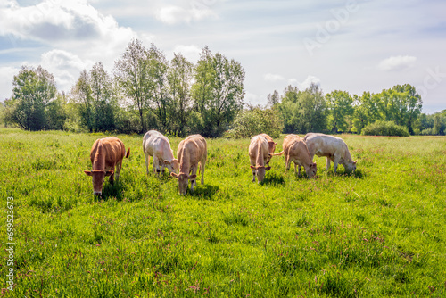 Small herd of beige and light brown cows in a Dutch nature reserve graze the grounds as part of nature maintenance. It is a partly cloudy day in the spring season.