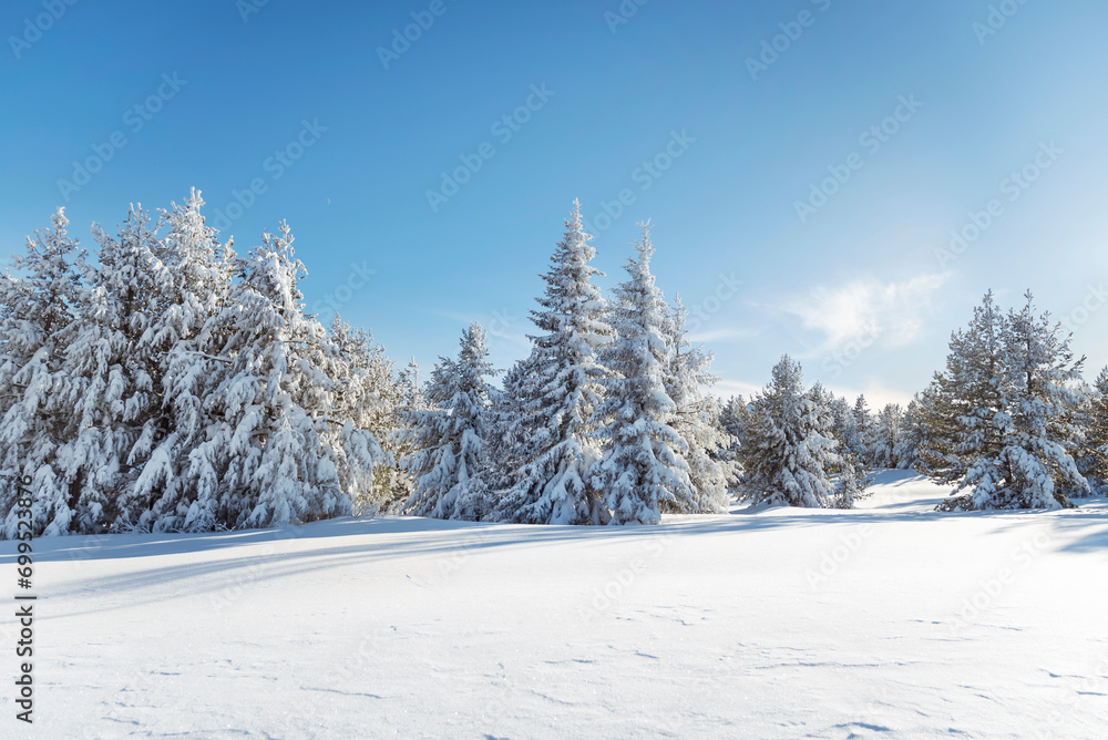 Beautiful Winter Mountain Landscape with Pine Trees in a Row .Vitosha Mountain, Bulgaria Beautiful Winter Mountain Landscape with Pine Trees in a Row .Vitosha Mountain, Bulgaria