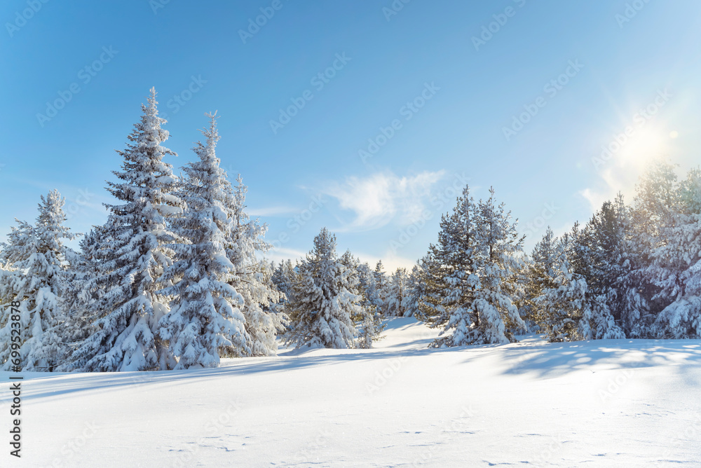 Beautiful  Winter Mountain Landscape with Pine Trees in a Row  .Vitosha Mountain, Bulgaria 