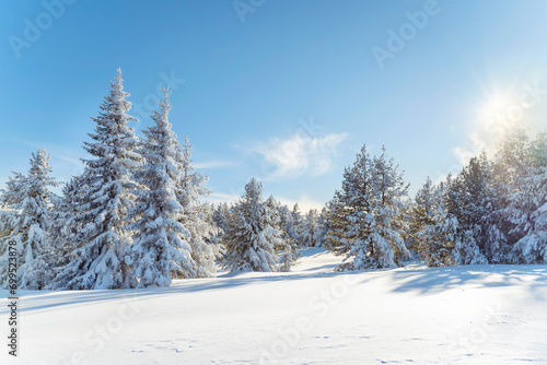 Beautiful Winter Mountain Landscape with Pine Trees in a Row .Vitosha Mountain, Bulgaria 