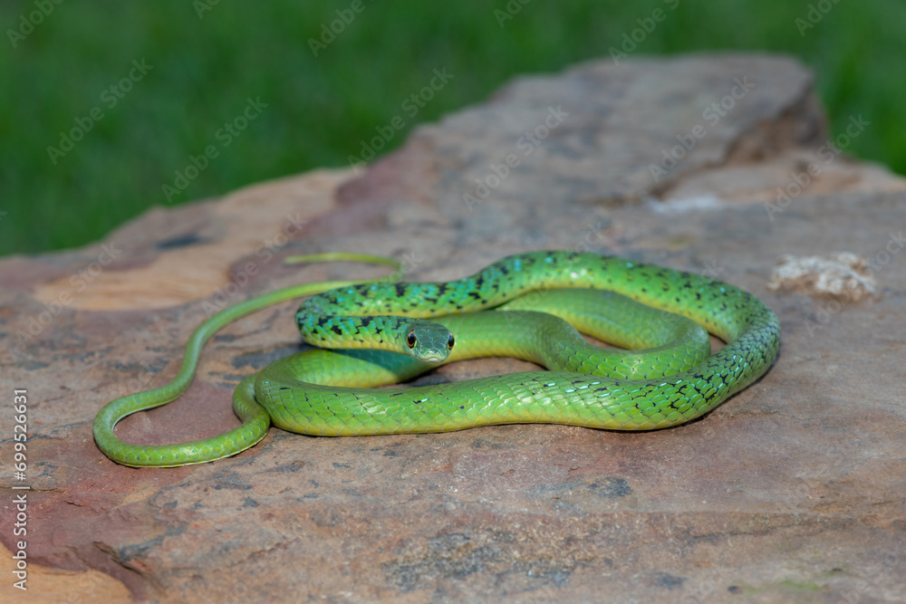 Spotted bush snake (Philothamnus semivariegatus) soaking up the warmth from a rock Spotted bush snake (Philothamnus semivariegatus) soaking up the warmth from a rock