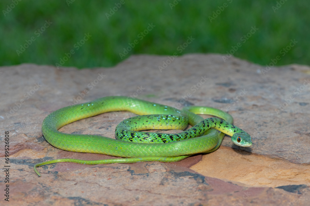 Spotted bush snake (Philothamnus semivariegatus) soaking up the warmth from a rock Spotted bush snake (Philothamnus semivariegatus) soaking up the warmth from a rock