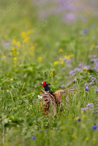 Common Pheasant (Phasianus colchicus) male in blooming meadow, Baden-Wuerttemberg, Germany © Martin Grimm