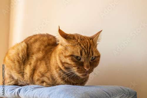 Grumpy cute orange kitten on comfy pillow.